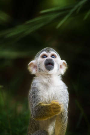 An adorable squirrel monkey stares at an object off-camera.の写真素材
