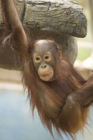 A  orangutan hangs from a rock by one arm.の写真素材
