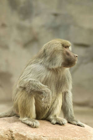 A baboon appears to be lost in thought.の写真素材