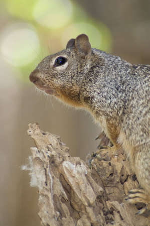 A cute squirrel uses a tree as a vantage point.