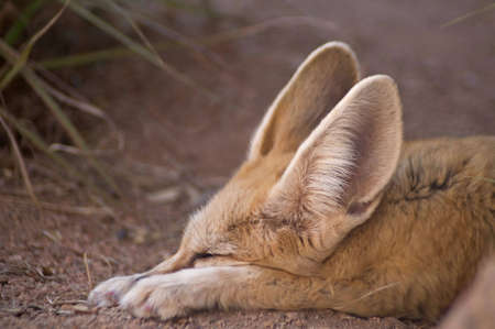 An adorable fennec fox is fast asleep with its head between its paws.の写真素材