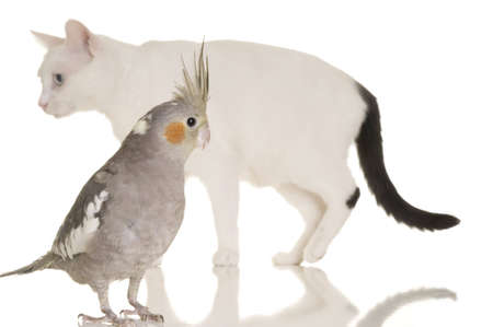 An adorable cheeky cockatiel is in focus in the foreground. Behind the bird is a cat slightly out of focus. White background.の写真素材