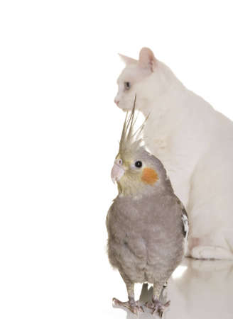 An adorable cheeky cockatiel is in focus in the foreground. Behind the bird is a cat slightly out of focus. White background.の写真素材