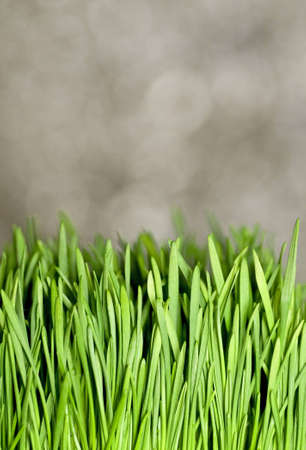 A patch of wheat grass in front of a gray background.