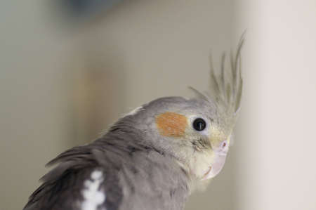 A closeup portrait of a happy cockatiel.の写真素材