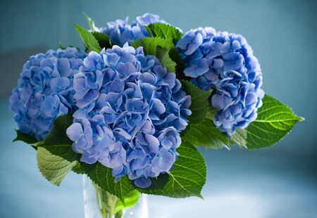 blue hydrangea blossom in a vase.の写真素材