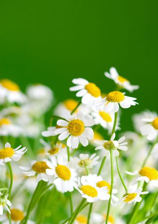 white beautiful chamomiles の写真素材