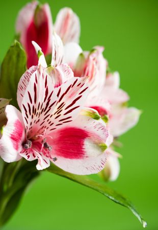 Beautiful fresh  alstroemeria on a green backgroundの写真素材