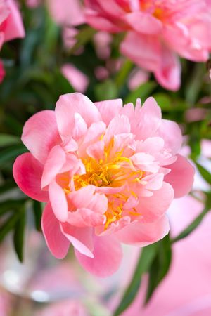 beautiful bouquet of pink peonyの写真素材