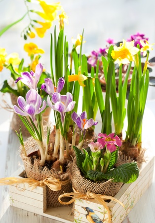 Colorful spring flowers in pots in a wooden box .Narcissus,primula,crocus,freesia, violetの写真素材