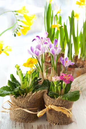 Colorful spring flowers in pots.Narcissus,primula,crocus,freesia, violetの写真素材