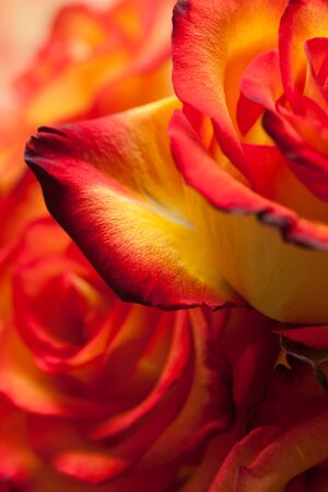 beautiful red-yellow roses macroの写真素材