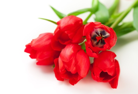 red tulip on a white backgroundの写真素材