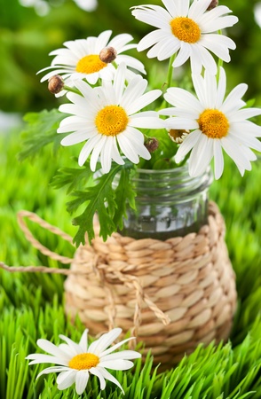 A bunch of fresh camomile flowersの写真素材