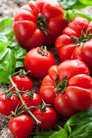 fresh tomatoes and basil on the wooden backgroundの写真素材