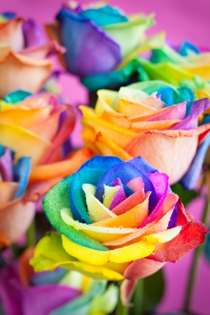 bouquet of multi-colored roses  Rainbow rose の写真素材