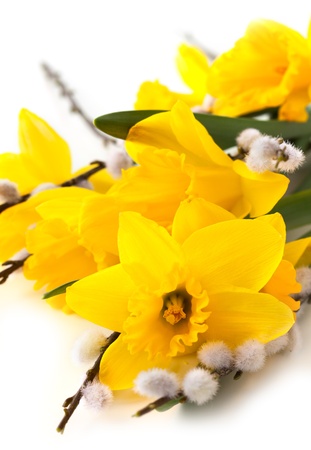 easter decoration with narcissus and pussy willowsの写真素材