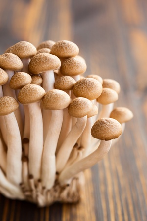 Brown beech mushrooms shimeji の写真素材