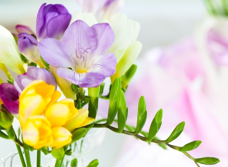 bunch of colorful freesia flowersの写真素材