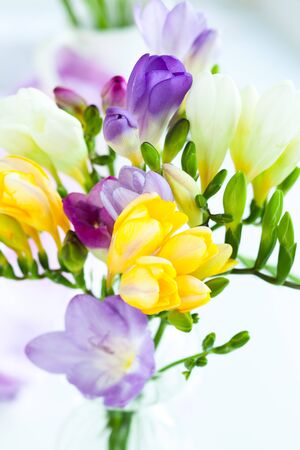 bunch of colorful freesia flowersの写真素材