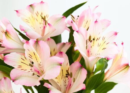 bouquet pink alstroemeriaの写真素材