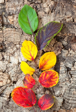colorful autumn leaves on wooden backgroundの写真素材
