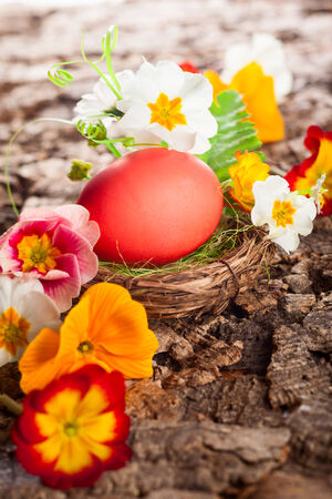 Easter egg in nest with spring flowersの写真素材