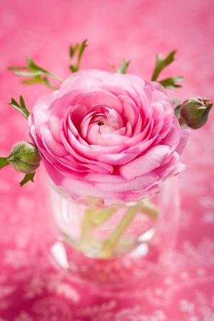 Beautiful pink ranunculus in a vaseの写真素材