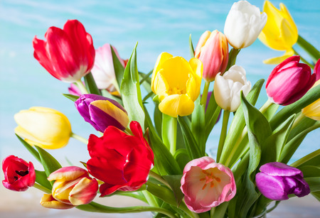 Spring background with colorful tulipsの写真素材