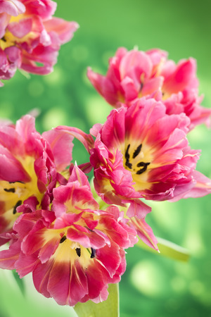 Beautiful pink double peony tulipsの写真素材