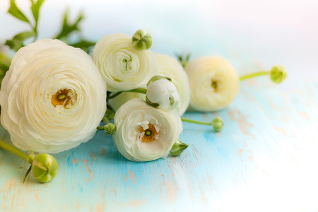 White ranunculus on vintage wooden background. soft focusの写真素材