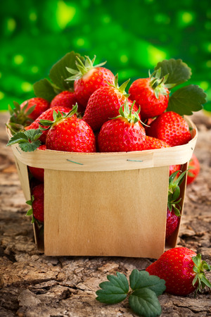 Fresh strawberries in a basket in the summer gardenの写真素材