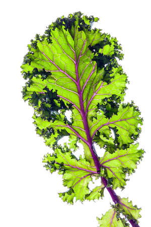 Fresh organic kale leaves on the white backgroundの写真素材