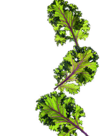 Fresh organic green leaves on the white backgroundの写真素材