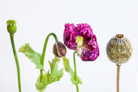 Flowers, head and stems of poppy, on white background, copy space. Stages of flower development and senescence. Soft focusの写真素材