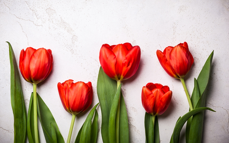 Red tulips on vintage flat lay.の写真素材