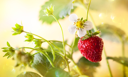 Fresh strawberry with flower and leafの写真素材