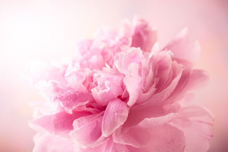 Beautiful pink peony, soft focusの写真素材