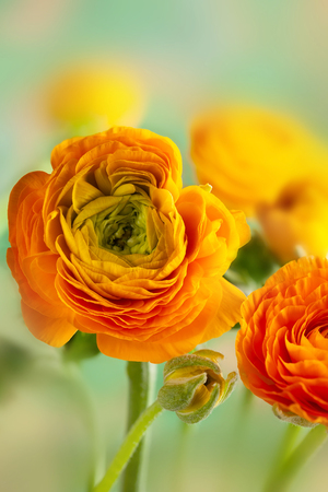 Floral arrangement with yellow ranunculus flowers.の写真素材