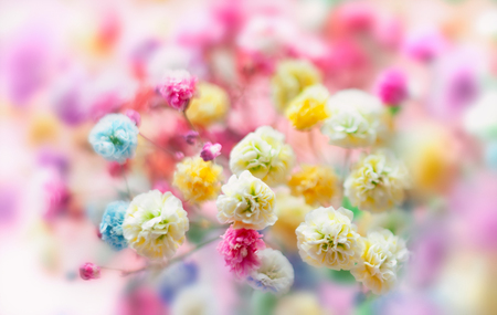 Spring or summer floralの写真素材