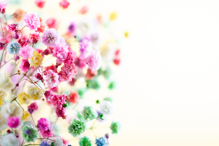 Spring or summer floralの写真素材