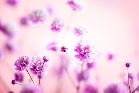 Spring or summer floralの写真素材
