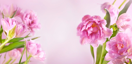 Pink peony flowers on pink background.の写真素材