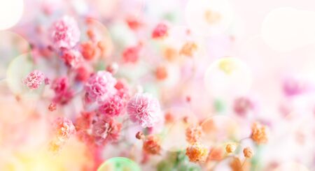 Spring floral composition made of fresh colorful flowers on light pastelの写真素材