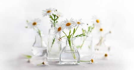 Beautiful daisy flowers in glass vases on light background. Floral composition in home interior.Soft focusの写真素材