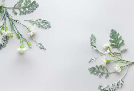 White flowers of Carnation and silver-green leaves of Senecio cineraria on pastel gray background. Flowers composition with copy space, flat layの写真素材