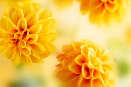 Autumn floral composition made of fresh yellow dahlia on light pastel background. Festive flower concept with copy space. Soft focusの写真素材