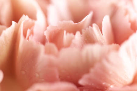 Abstract Floral pastel background. Soft focus, macro. Close up of coral carnation flower with water drops.の写真素材