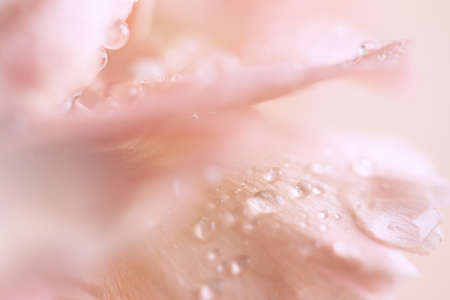 Abstract close up of pink carnation flower with water drops. Floral pastel background. Soft focus, macro.の写真素材