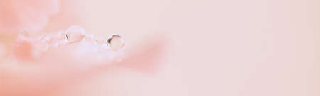 Close up of pink carnation flower with water drops. Floral pastel background. Soft focus, macro.